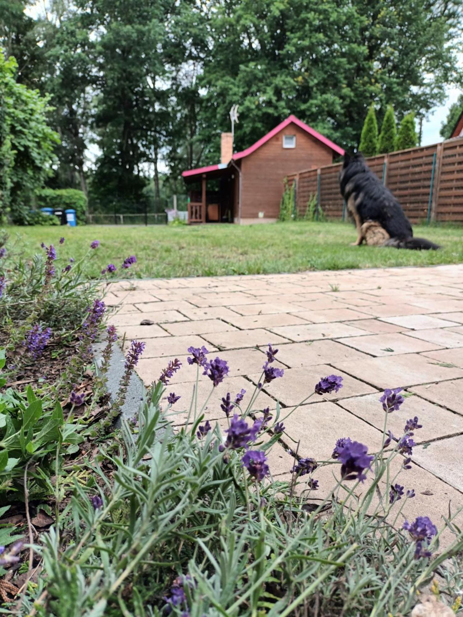 Zacisze Domki Letniskowe Karsibor Świnoujście Esterno foto