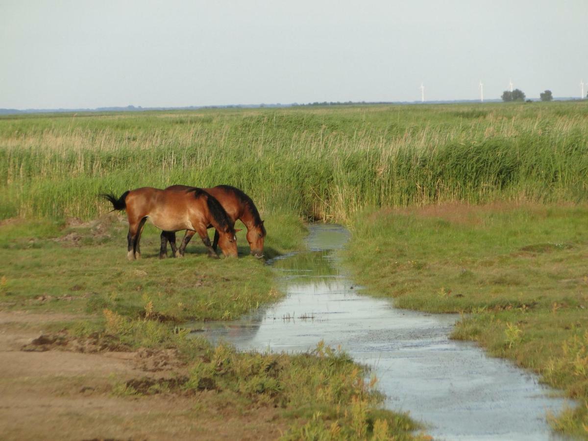 Zacisze Domki Letniskowe Karsibor Świnoujście Esterno foto